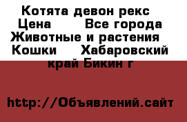 Котята девон рекс › Цена ­ 1 - Все города Животные и растения » Кошки   . Хабаровский край,Бикин г.